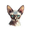 Sphynx Kätzchen Sphynx Katze