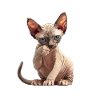 Sphynx Kitten Sphynx Cat