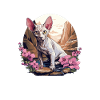 Chaton Sphynx Chat Sphynx