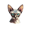 Sphynx Kätzchen Sphynx Katze