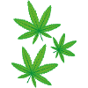 Feuilles de cannabis vertes