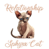 Chaton Sphynx Chat Sphynx