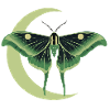 Lunar Moth Actias Luna