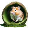 Hamster