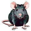 Rat