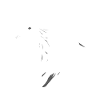 Le Loup blanc
