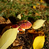Fly Agarics Stand Proud!