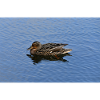 Scottish Swimming Duck