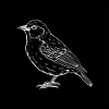 Vogel, schwarz-weiß