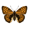 Orange Butterfly