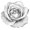 White Rose