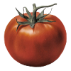 Rote Tomate