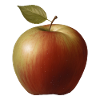 Apple with green leaf