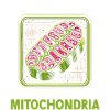 Funny Mitochondrial Energy Biology Teacher
