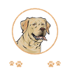 Yellow Labrador Retriever