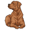 Fuchsroter Labrador Retriever Fox Red Labrador