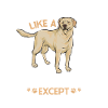 Labrador Retriever jaune