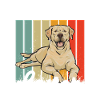 Labrador Retriever jaune