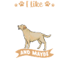 Labrador Retriever jaune