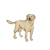 Labrador Retriever jaune
