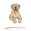 Labrador Retriever jaune