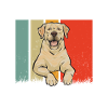Labrador Retriever jaune