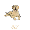 Labrador Retriever jaune