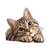 Tabby Kitten Tabby Cat