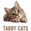 Tabby Kitten Tabby Cat