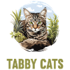 Tabby Kitten Tabby Cat
