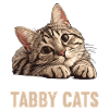 Tabby Kitten Tabby Cat
