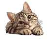 Tabby Kitten Tabby Cat