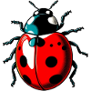 Ladybird