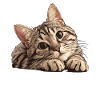 Tabby Kitten Tabby Cat