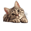 Tabby Kitten Tabby Cat