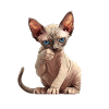 Chaton Sphynx Chat Sphynx