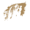 Grizzly Bear Brown Bear
