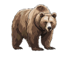 Grizzli Ours brun