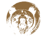 Grizzli Ours brun