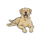 Yellow Labrador Retriever
