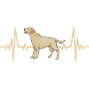 Labrador Retriever jaune