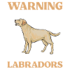 Yellow Labrador Retriever