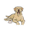 Yellow Labrador Retriever