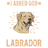 Yellow Labrador Retriever