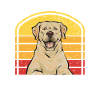 Labrador Retriever jaune
