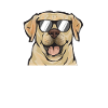 Labrador Retriever jaune