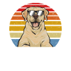 Labrador Retriever jaune