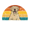 Labrador Retriever jaune