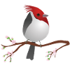 Cute red-crested cardinal