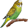 cute cute budgie